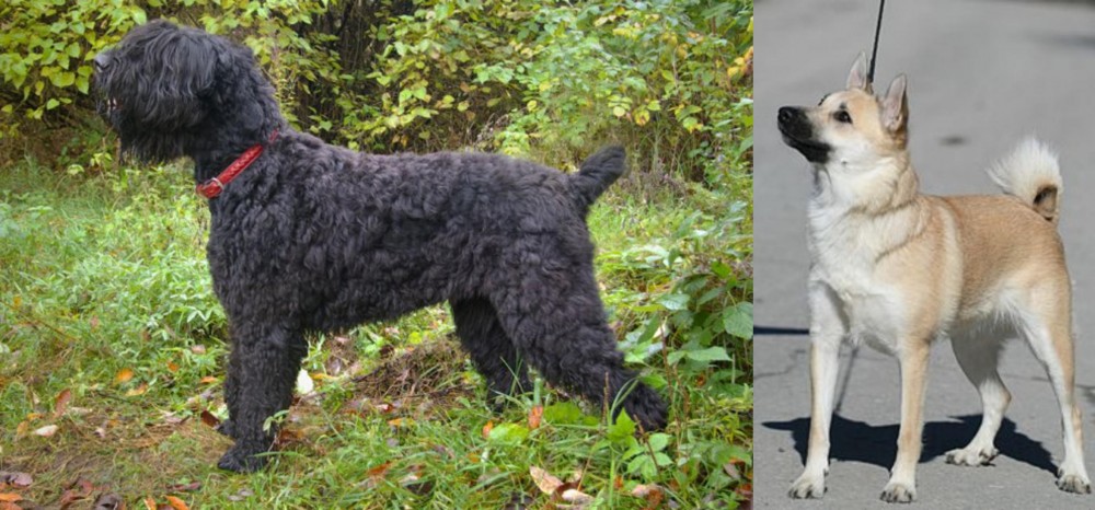 Norwegian Buhund vs Black Russian Terrier - Breed Comparison