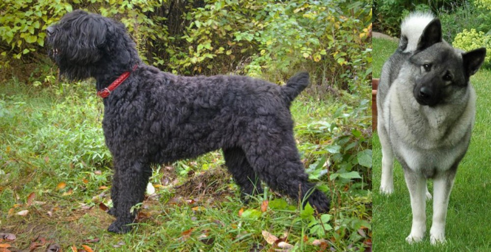 Norwegian Elkhound vs Black Russian Terrier - Breed Comparison