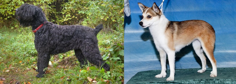 Norwegian Lundehund vs Black Russian Terrier - Breed Comparison
