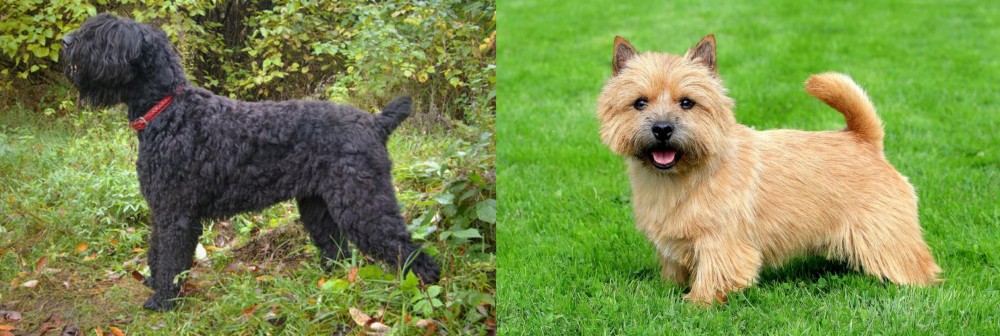 Nova Scotia Duck-Tolling Retriever vs Black Russian Terrier - Breed Comparison