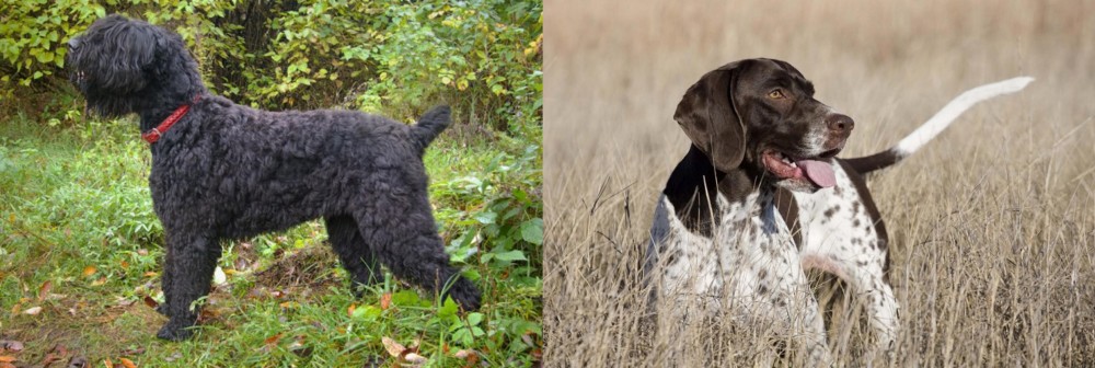 Old Danish Pointer vs Black Russian Terrier - Breed Comparison