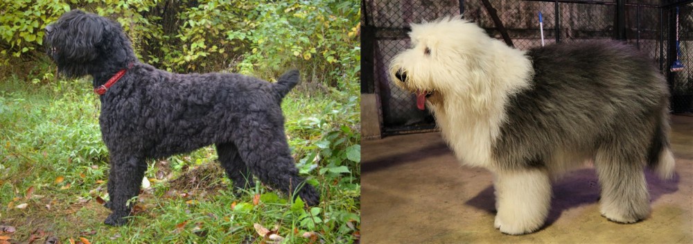 Old English Sheepdog vs Black Russian Terrier - Breed Comparison