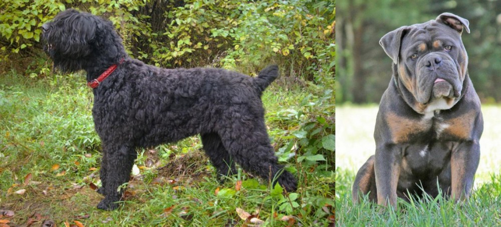 Olde English Bulldogge vs Black Russian Terrier - Breed Comparison