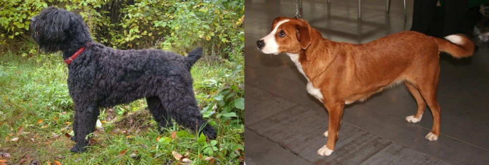 Osterreichischer Kurzhaariger Pinscher vs Black Russian Terrier - Breed Comparison