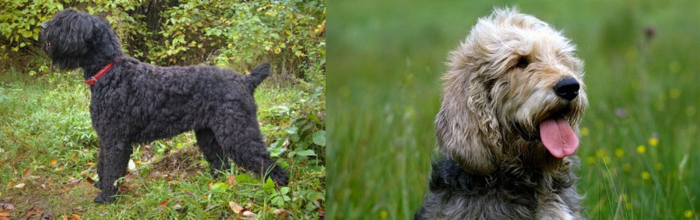 Otterhound vs Black Russian Terrier - Breed Comparison