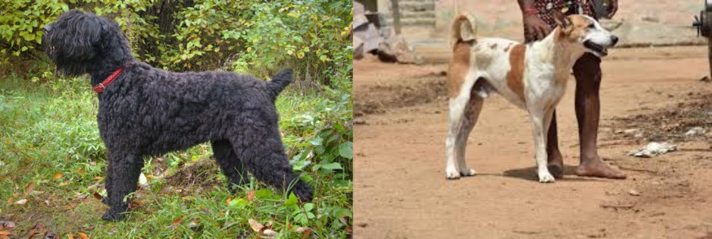 Pandikona vs Black Russian Terrier - Breed Comparison