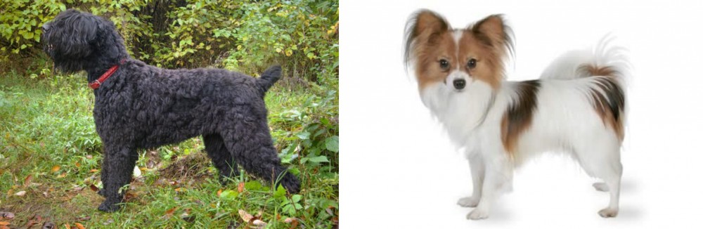 Papillon vs Black Russian Terrier - Breed Comparison