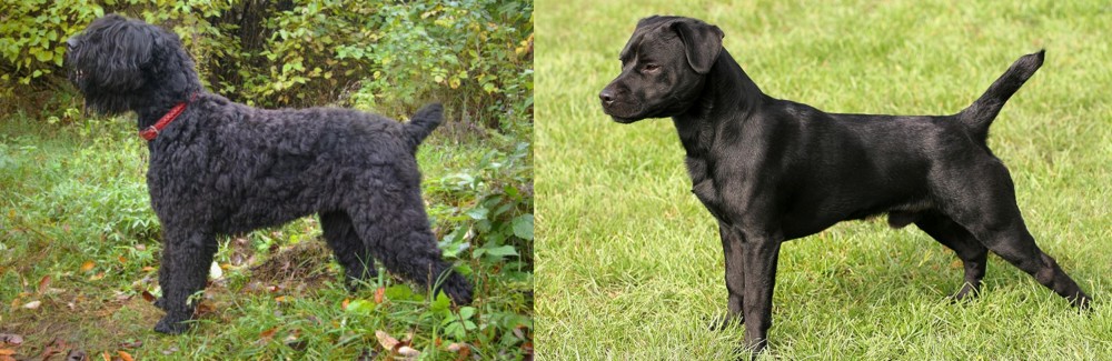 Patterdale Terrier vs Black Russian Terrier - Breed Comparison
