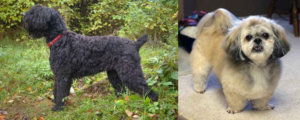 PekePoo vs Black Russian Terrier - Breed Comparison