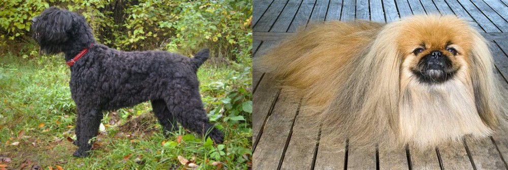 Pekingese vs Black Russian Terrier - Breed Comparison