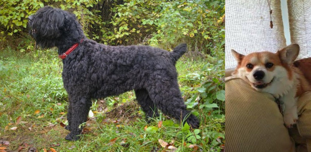 Pembroke Welsh Corgi vs Black Russian Terrier - Breed Comparison