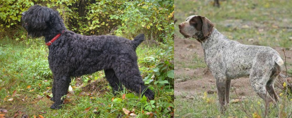 Perdiguero de Burgos vs Black Russian Terrier - Breed Comparison