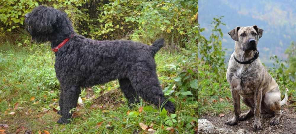 Perro Cimarron vs Black Russian Terrier - Breed Comparison