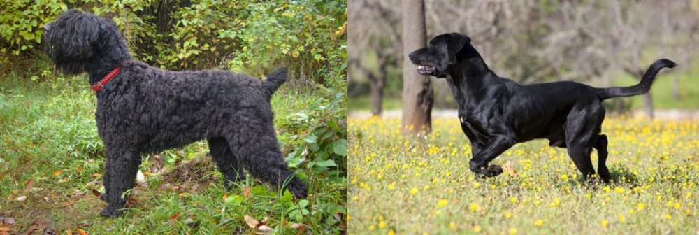 Perro de Pastor Mallorquin vs Black Russian Terrier - Breed Comparison