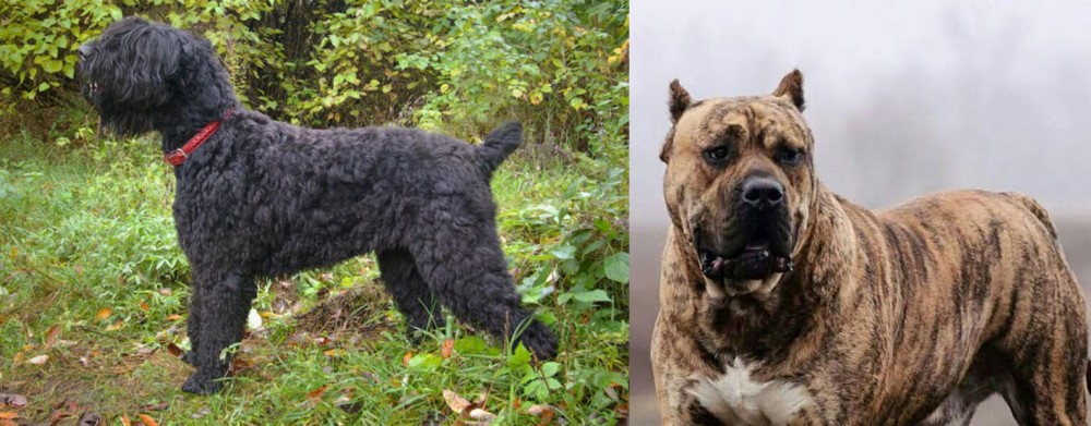 Perro de Presa Canario vs Black Russian Terrier - Breed Comparison