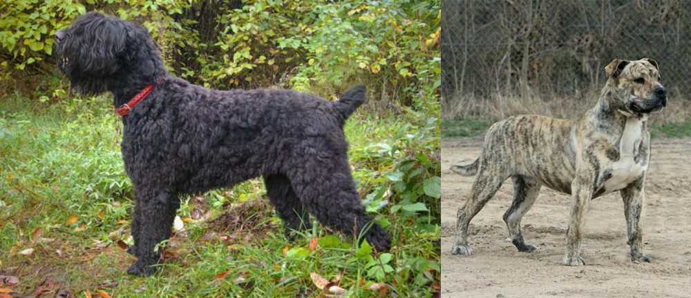 Perro de Presa Mallorquin vs Black Russian Terrier - Breed Comparison