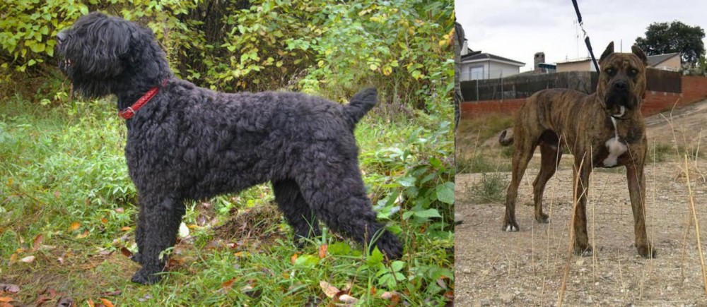 Perro de Toro vs Black Russian Terrier - Breed Comparison