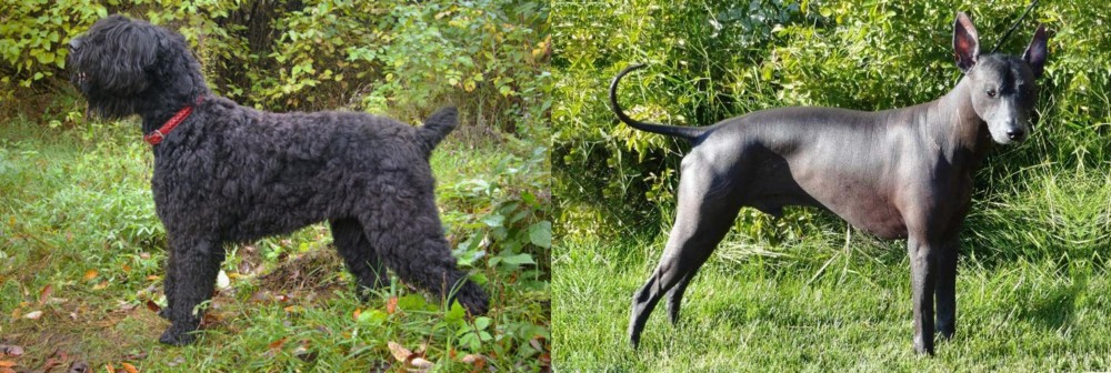 Peruvian Hairless vs Black Russian Terrier - Breed Comparison