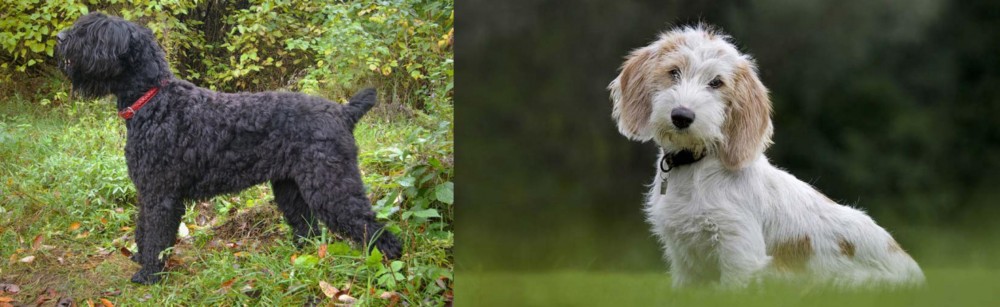 Petit Basset Griffon Vendeen vs Black Russian Terrier - Breed Comparison