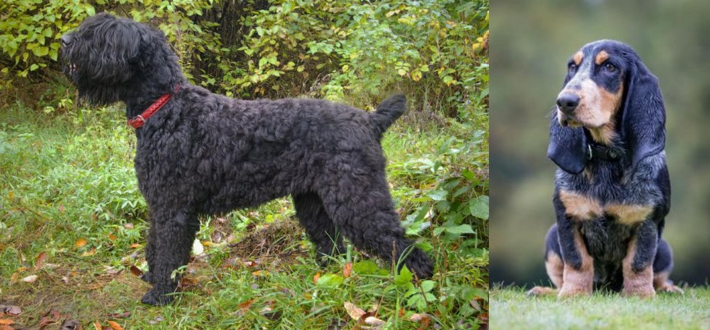 Petit Bleu de Gascogne vs Black Russian Terrier - Breed Comparison