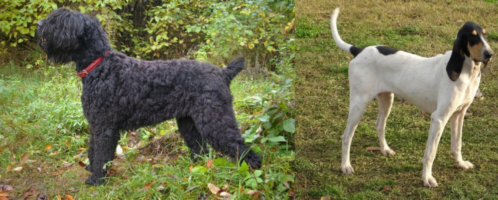 Petit Gascon Saintongeois vs Black Russian Terrier - Breed Comparison