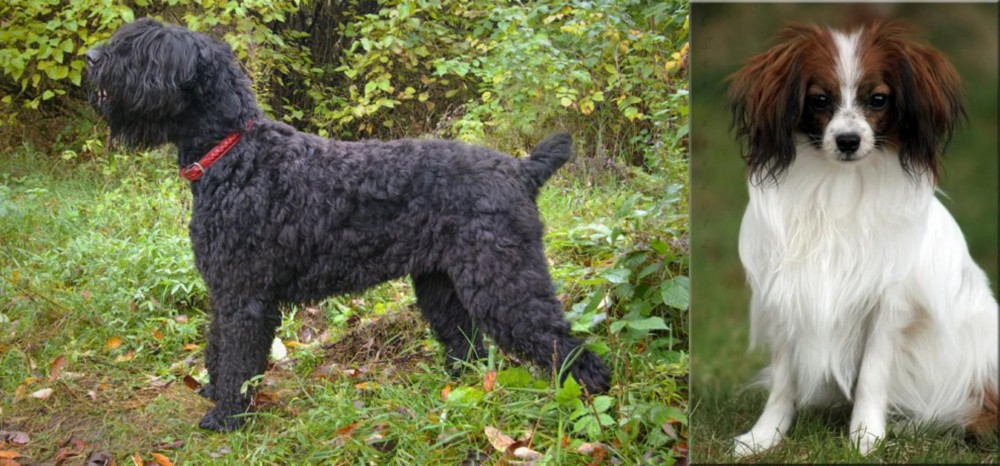 Phalene vs Black Russian Terrier - Breed Comparison