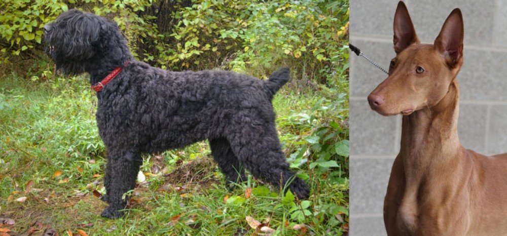Pharaoh Hound vs Black Russian Terrier - Breed Comparison
