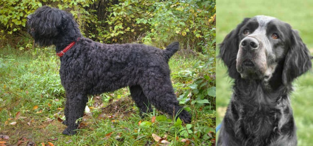 Picardy Spaniel vs Black Russian Terrier - Breed Comparison