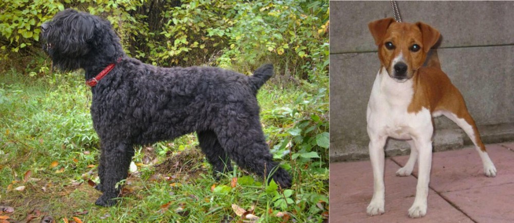 Plummer Terrier vs Black Russian Terrier - Breed Comparison