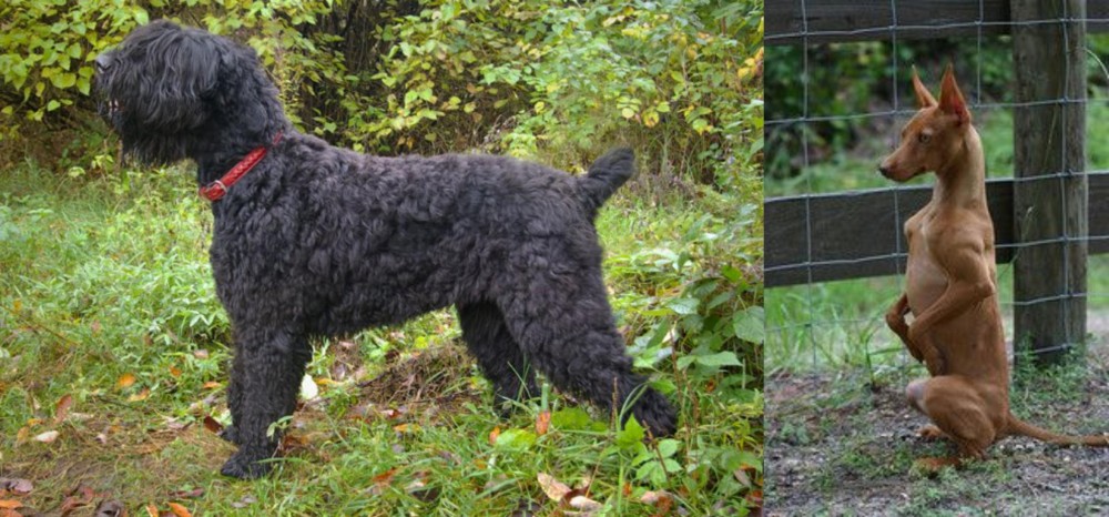 Podenco Andaluz vs Black Russian Terrier - Breed Comparison