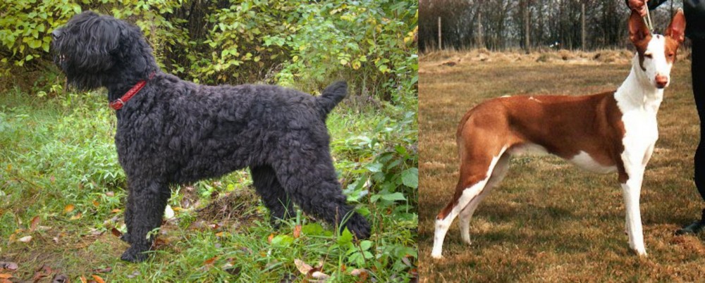 Podenco Canario vs Black Russian Terrier - Breed Comparison