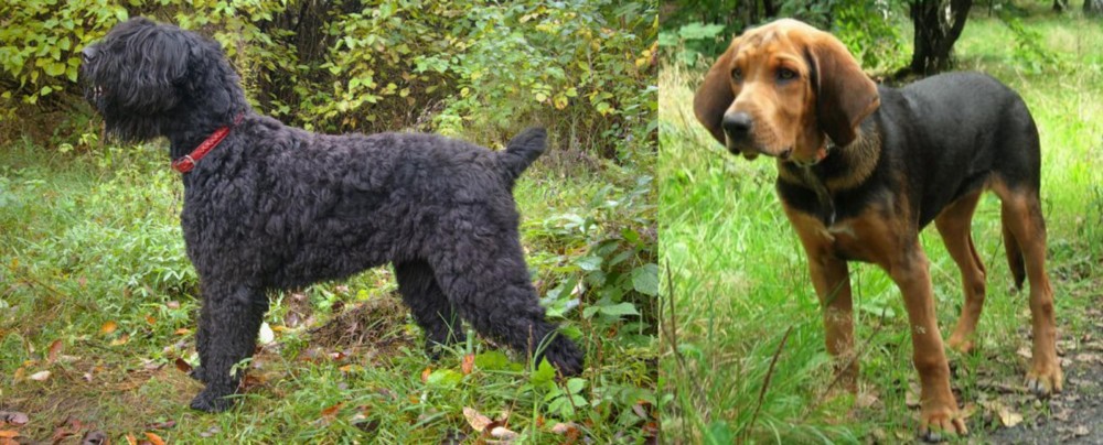 Polish Hound vs Black Russian Terrier - Breed Comparison