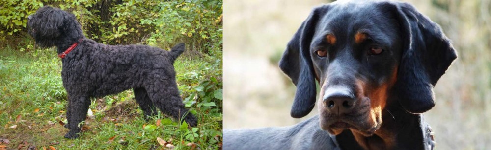 Polish Hunting Dog vs Black Russian Terrier - Breed Comparison