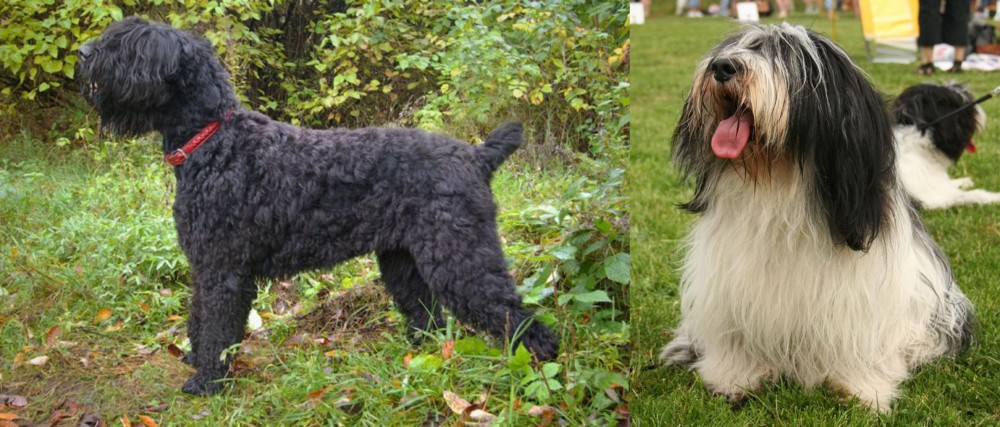 Polish Lowland Sheepdog vs Black Russian Terrier - Breed Comparison
