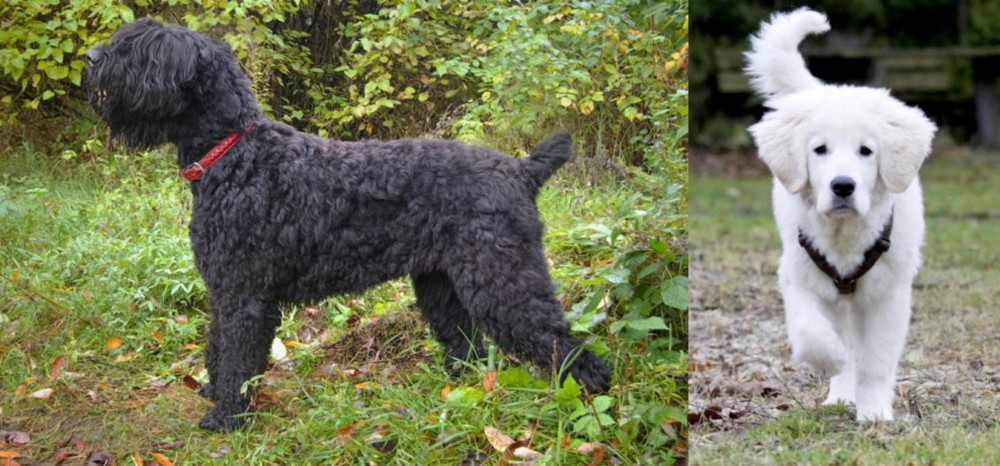 Polish Tatra Sheepdog vs Black Russian Terrier - Breed Comparison