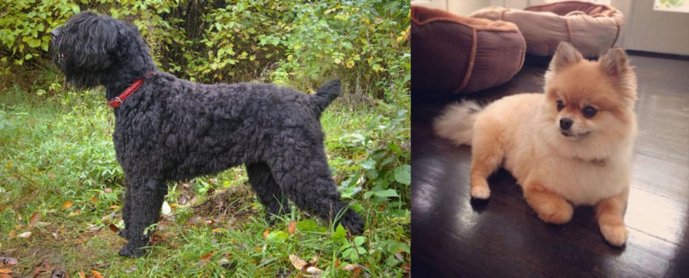 Pomeranian vs Black Russian Terrier - Breed Comparison
