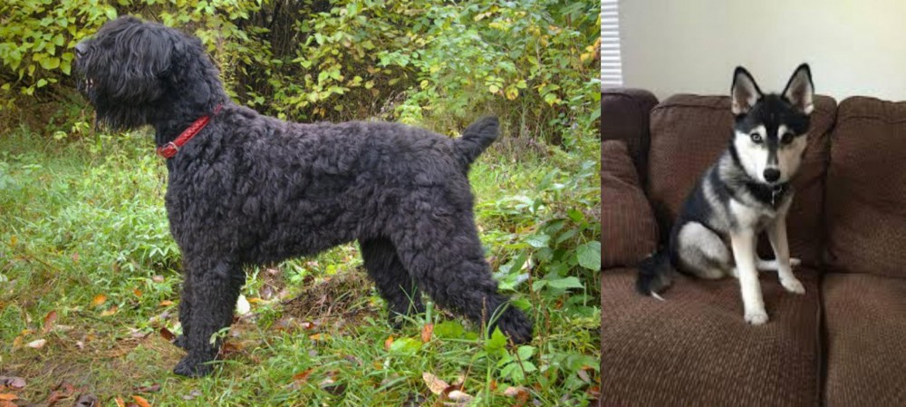 Pomsky vs Black Russian Terrier - Breed Comparison
