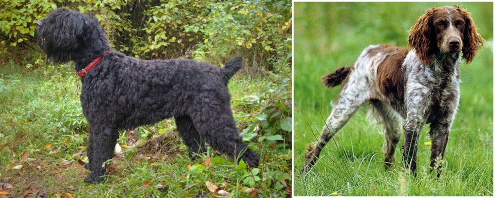 Pont-Audemer Spaniel vs Black Russian Terrier - Breed Comparison