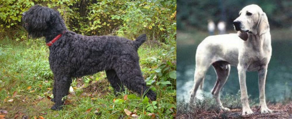 Porcelaine vs Black Russian Terrier - Breed Comparison