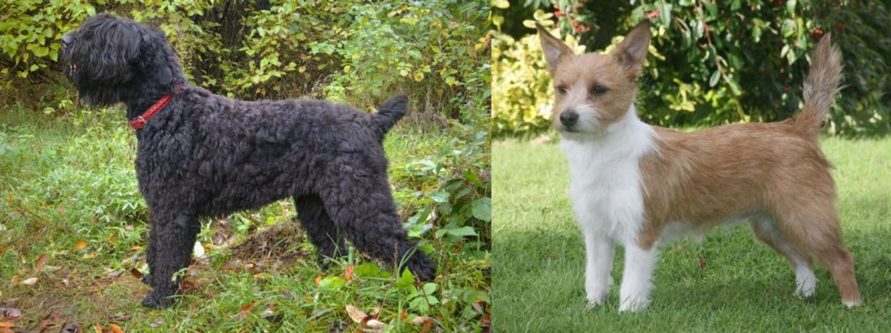 Portuguese Podengo vs Black Russian Terrier - Breed Comparison
