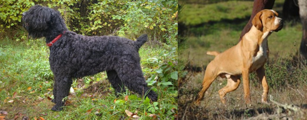 Portuguese Pointer vs Black Russian Terrier - Breed Comparison