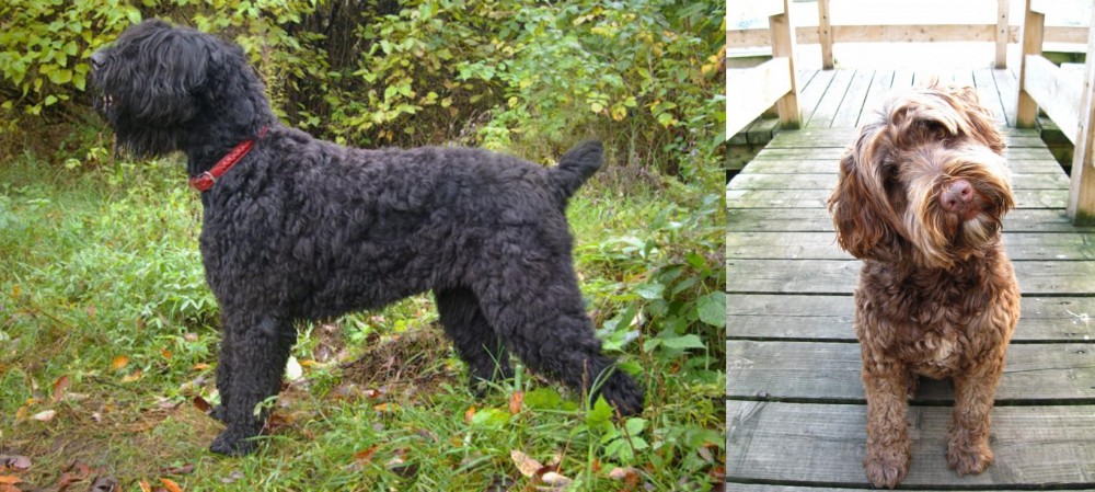 Portuguese Water Dog vs Black Russian Terrier - Breed Comparison