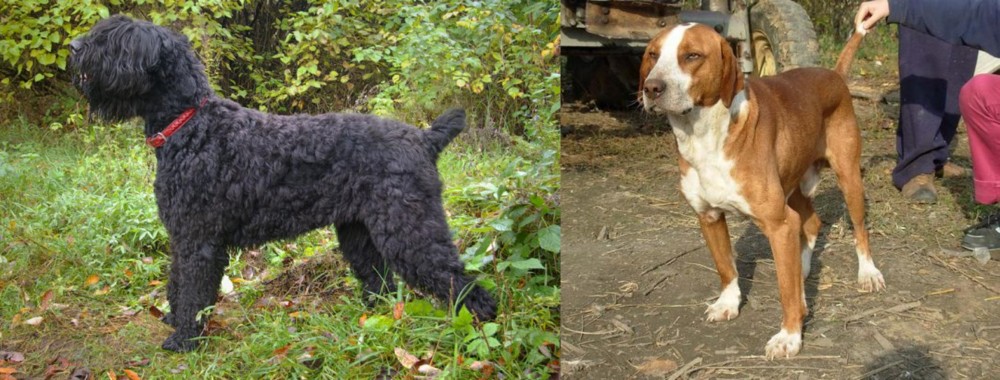 Posavac Hound vs Black Russian Terrier - Breed Comparison