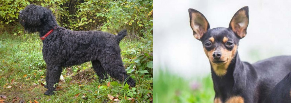 Prazsky Krysarik vs Black Russian Terrier - Breed Comparison