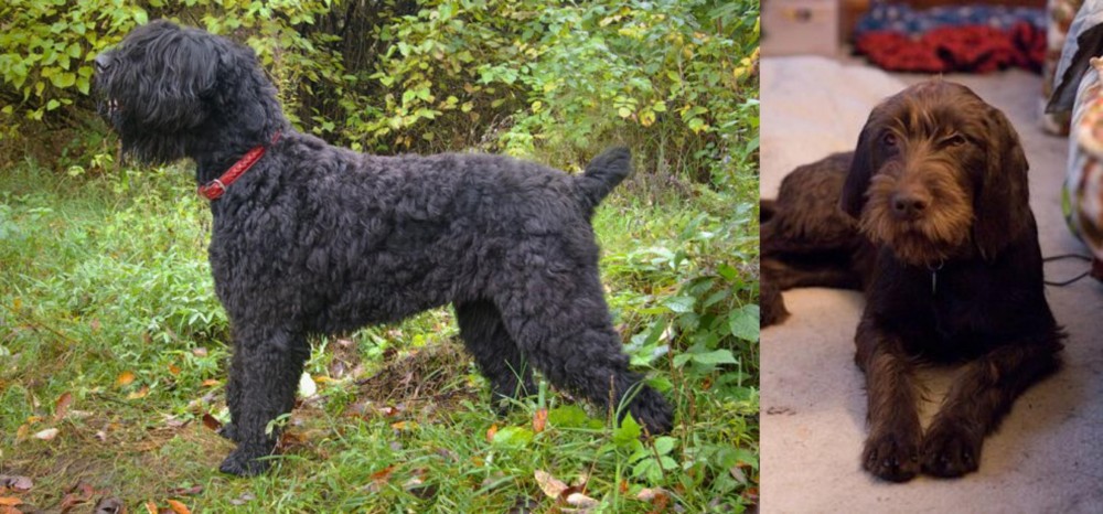 Pudelpointer vs Black Russian Terrier - Breed Comparison