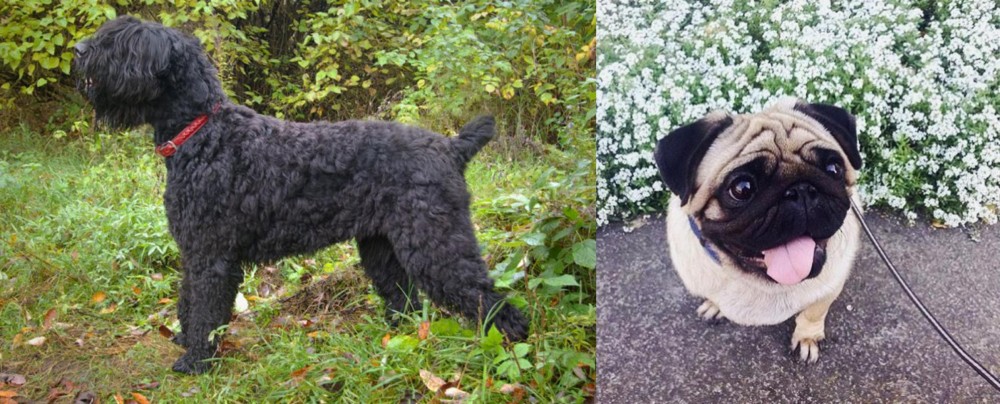 Pug vs Black Russian Terrier - Breed Comparison
