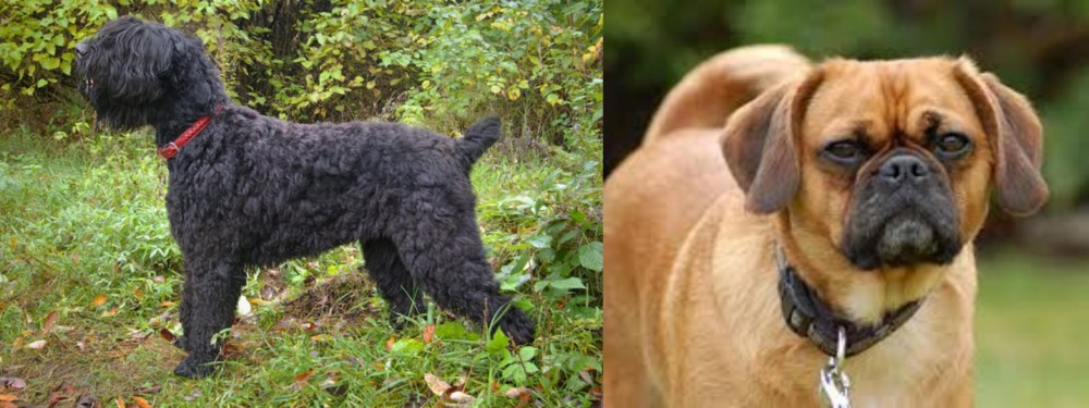 Pugalier vs Black Russian Terrier - Breed Comparison