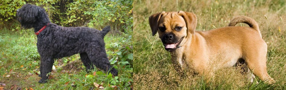 Puggle vs Black Russian Terrier - Breed Comparison