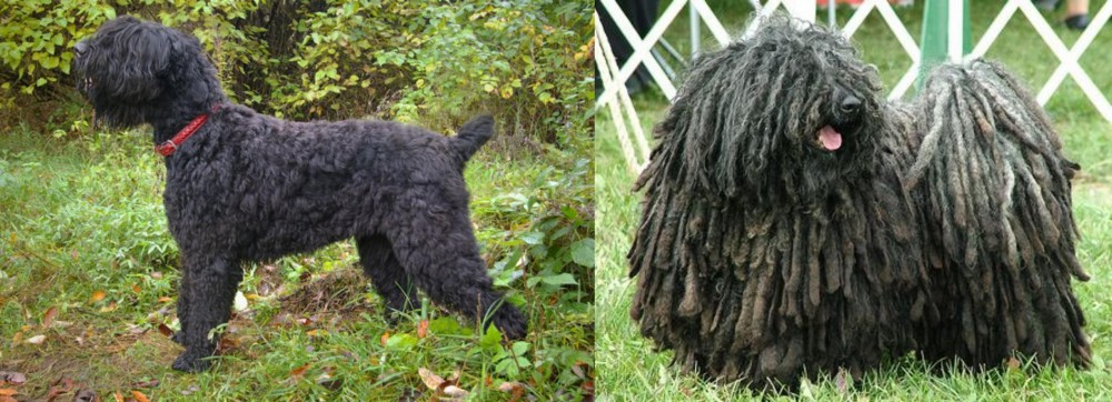 Puli vs Black Russian Terrier - Breed Comparison