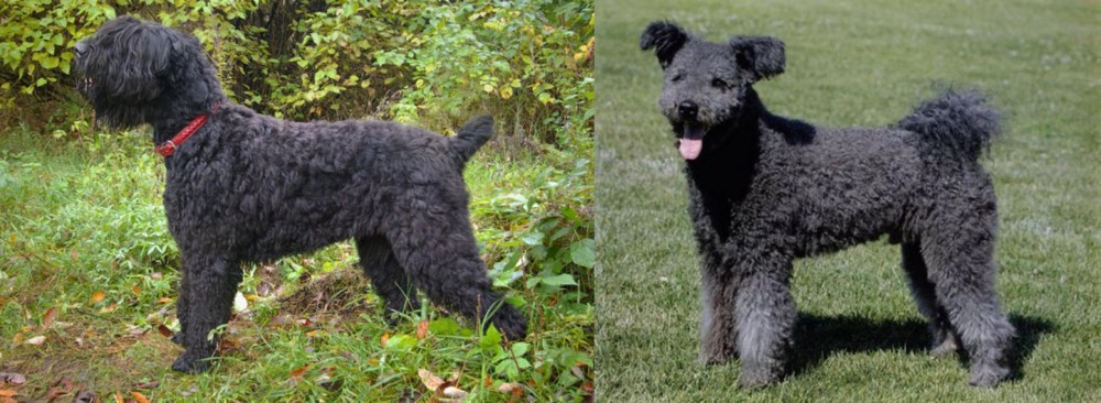 Pumi vs Black Russian Terrier - Breed Comparison